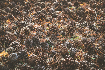 Conifer cones and needles on ground