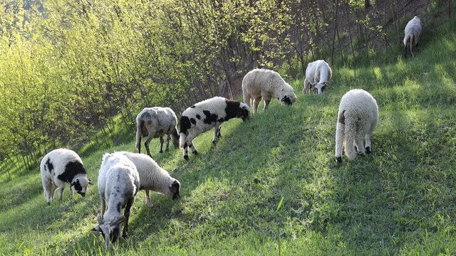 4k video of lambs grazing on field. Beautiful rural landscape
