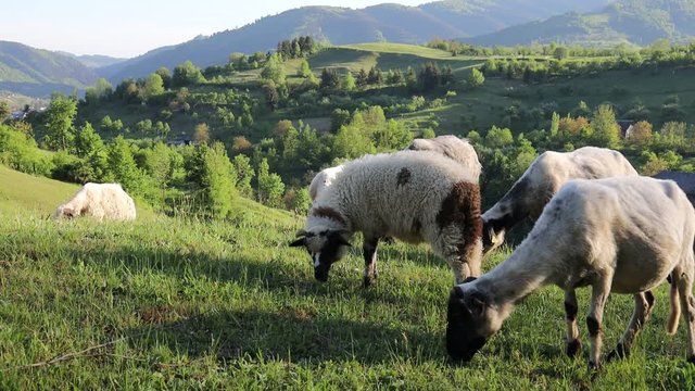 4k video of lambs grazing on field. Beautiful rural landscape

