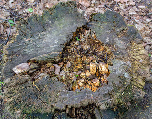 texture of an old tree stump