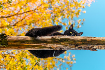 Wood & cat © SILVERY BIRD