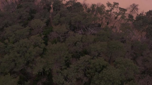 Flying towards Dunes of Pilat from forest