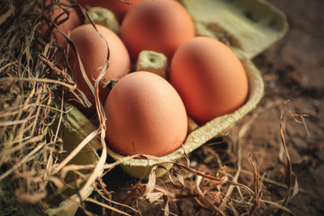Organic eggs in a ecologic farm of Galician,Spain.