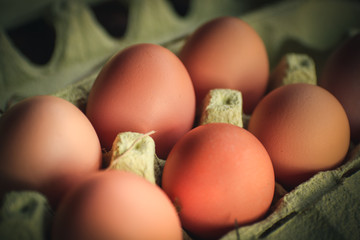 Organic eggs in a ecologic farm of Galician,Spain.