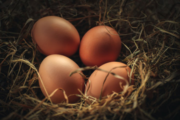 Organic eggs in a ecologic farm of Galician,Spain.