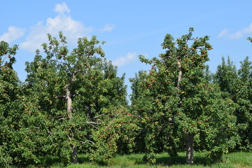 apple orchards