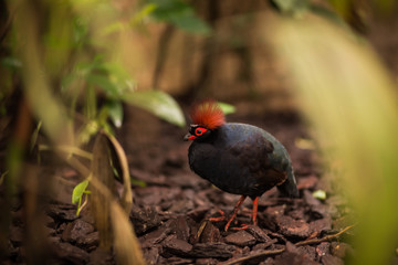 A shy male Crested Partridge hides through the green and tall vegetation in the nature reserve.