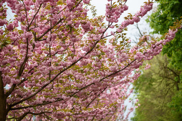Alley of beautiful blossoming pink sakura trees.