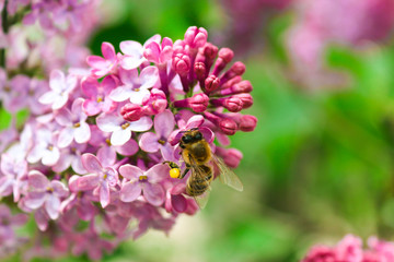Flying bee collecting pollen at the lilac flower in summer or spring day. Bee flying over the purple flower in blur background. Macro. Copy space. Selective focus