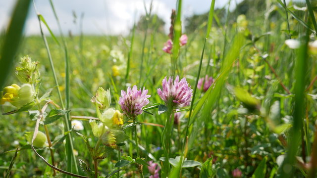 Close up of green grass and flowers