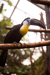 A Channel-billed toucan parrot sits on the branch of a tree in its zoo enclosure. The parrot has a large black beak and a yellow neck.