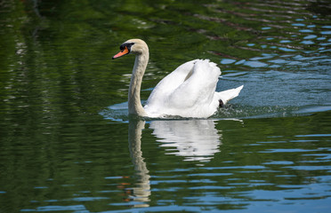 White swan isolated on a green background swimming and reflecting on the water of a the Canal de l'Ourcq in Paris, France.