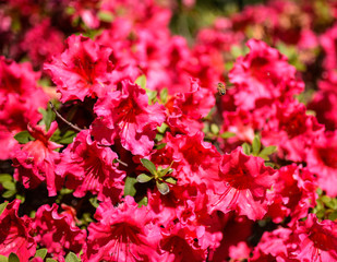 bee against bright flowers