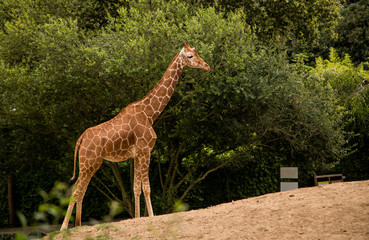 
A beautiful giraffe climbs a slope, looking for food in the green trees. The long neck helps it reach the highest leaves.