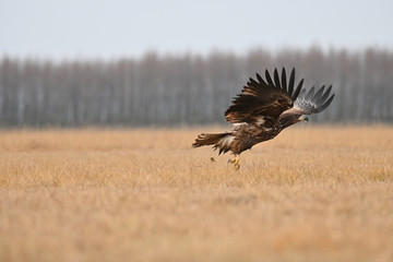 Orzeł krzykliwy podczas startu © Pawel