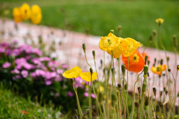 spring flowers