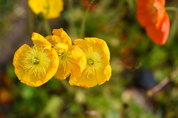 wild flowers in the garden