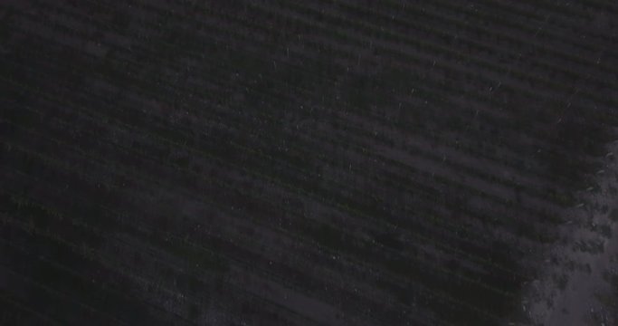 Ungraded, Straight aerial flight above plantation. Tilt up to reveal reddish mountain range of Cordillera de los Andes. Drone, 4K. 
Valle de Uco, Tupungato, Mendoza, Patagonia, Argentina