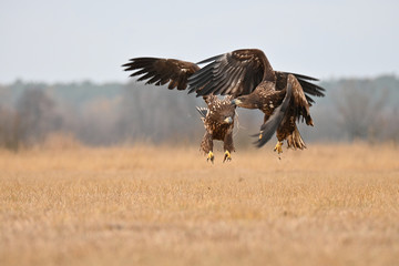 Walka Orlika Krzykliwego  w powietrzu © Pawel