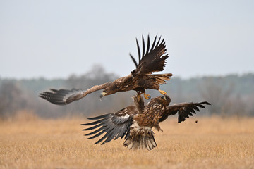 Walka Orlika Krzykliwego  w powietrzu © Pawel