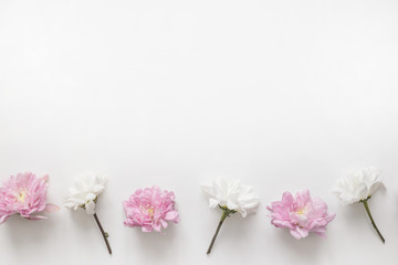 Flowers chrysanthemum row on white background. Flat lay, top view. Spring pastel background.