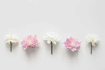 Fototapeta na wymiar Flowers chrysanthemum row on white background. Flat lay, top view. Spring pastel background.