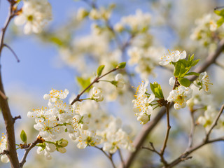 Blooming white cherry in spring day, sunlight, Macro