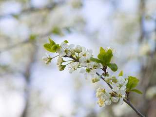 Blooming white cherry in spring day, sunlight, Macro