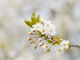 Blooming white cherry in spring day, natural light, Macro