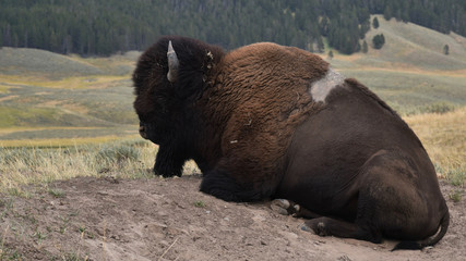 Sleeping Bison