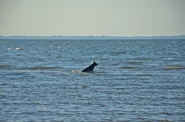 Fototapeta premium surfer dog in action