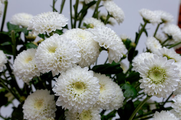 A bouquet of white flowers of Margaret's yawn proper in a nice frame