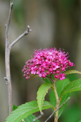 pink flower in field