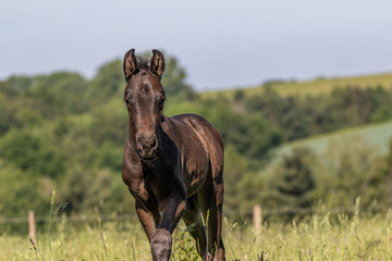 sehr junges dunkelbraunes Fohlen kommt auf der Wiese im Sommer aufmerksam näher