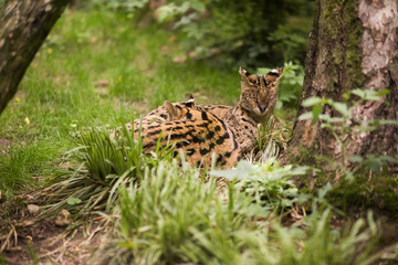 Two wild cats rest in the grass, in their man-made habitat at the zoo
