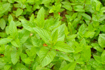 fresh mint leaves © андрей арнаутов