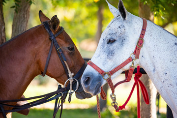 Horse relaxing after Polo Tournament in Dominican Republic