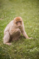 A young adult macaque barbary sits in the grass and eats leaves at lunch