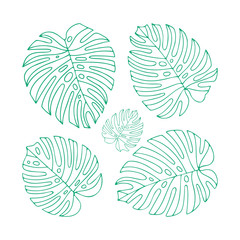 Monstera.  Monstera leaves hand drawn vector illustration. Sketch drawing leafs. Part of set.