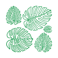 Monstera.  Monstera leaves hand drawn vector illustration. Sketch drawing leafs. Part of set.