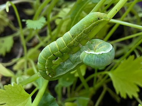 caterpillar on a leaf. Winter moth or Operophtera brumata damaged on young plant.