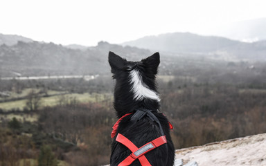 border collie