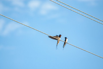 swallow sitting on a wire