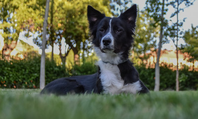 border collie