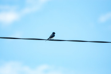swallow sitting on a wire
