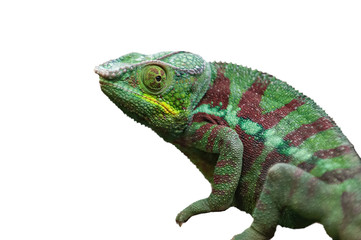 Chameleon lizard isolated on white background