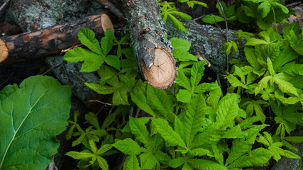 A bunch of logs in the forest among green leaves and grass on the ground. Background. Macro shooting, closeup
