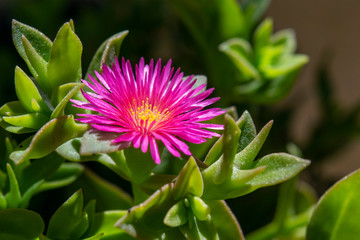 Aptenia Flower Close Up