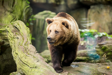 Fototapeta premium The grizzly bear walks on the rocks in search of food with its sense of smell