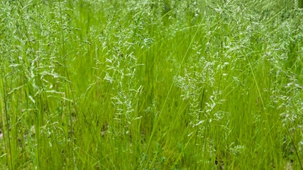 Bluegrass in the forest. May, Spring. Background. Macro shooting, closeup